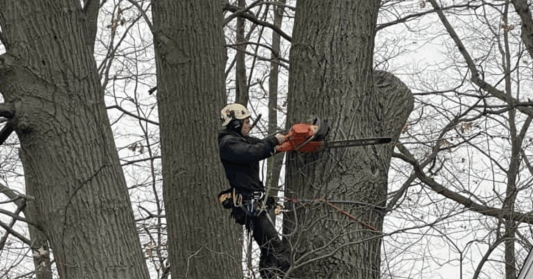 Tree Removal Service Near Me – Why It Matters and How to Choose the Right Experts