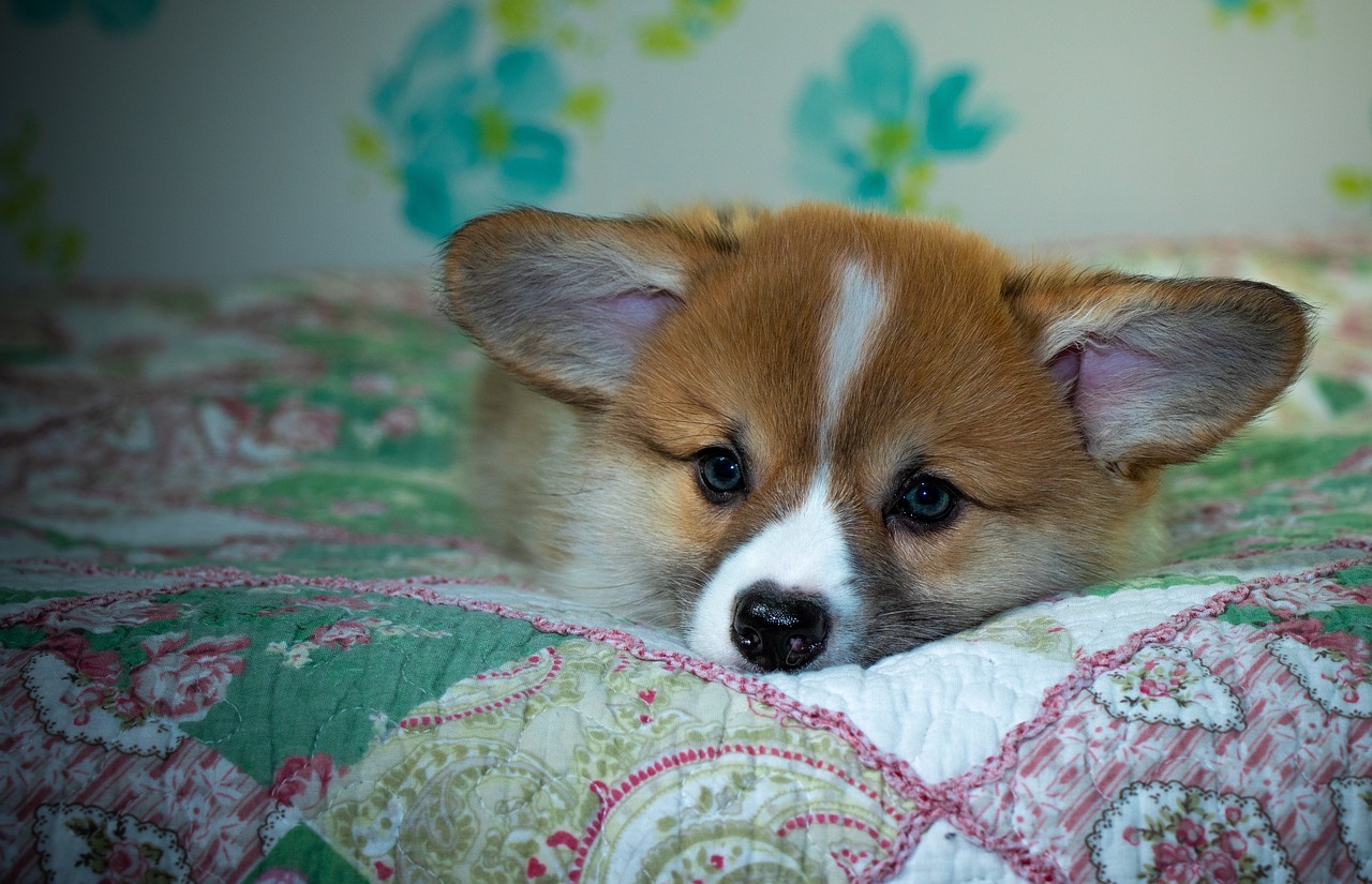 Exploring 99exch: India’s Premier Cryptocurrency Exchange Platform